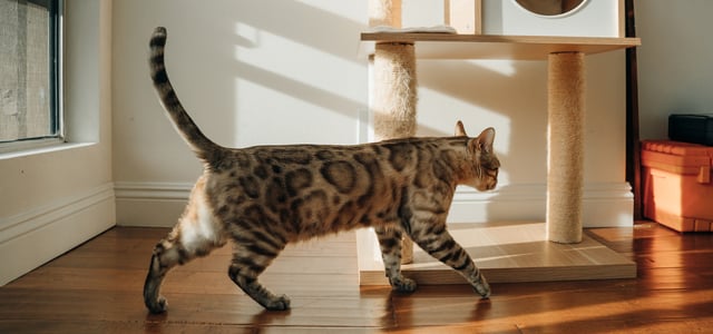 A Bengal cat walking over to his scratching post.