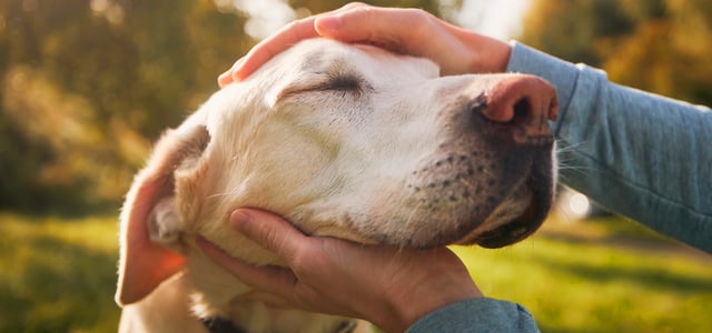 A close up of a Labrador's head.
