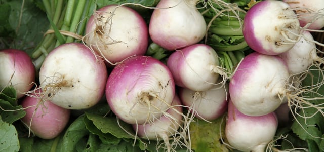 a close up image of multiple turnips