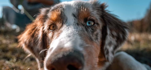 close up of puppy with one brown eye and one blue eye
