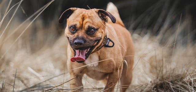 A jack russell cross breed called a Jug walking on dry grass with tongue out