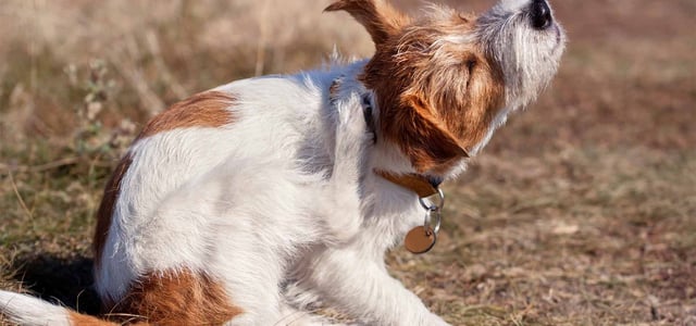 dog scratching