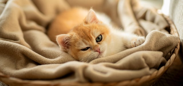 British shorthair kitten lying in a basket