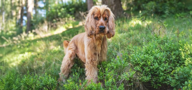 Cocker Spaniel with a puppy cut haircut walking in forest
