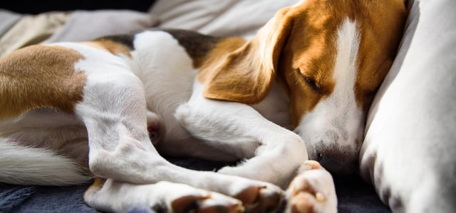 A Beagle laying on his side and sleeping.