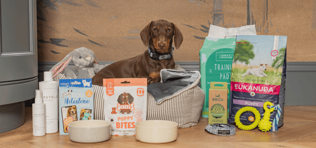 A dog surrounded by different food bowls toys and treats