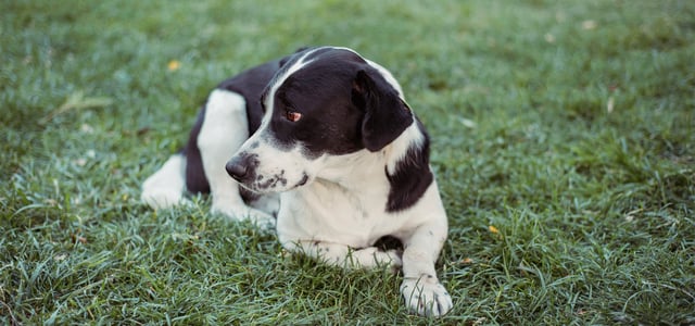 Black and white dog lying on the grass looking sad