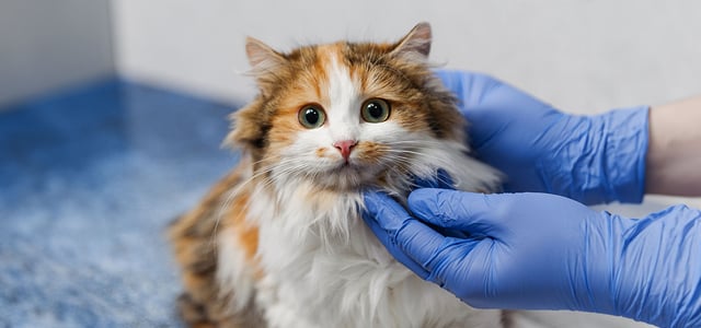 A cat at the vet