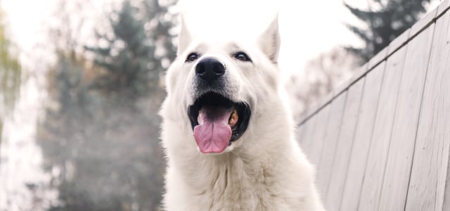 White large dog panting outside