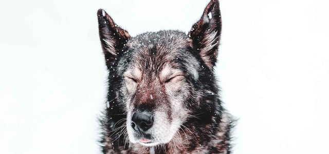 dog with eyes closed sitting in snow