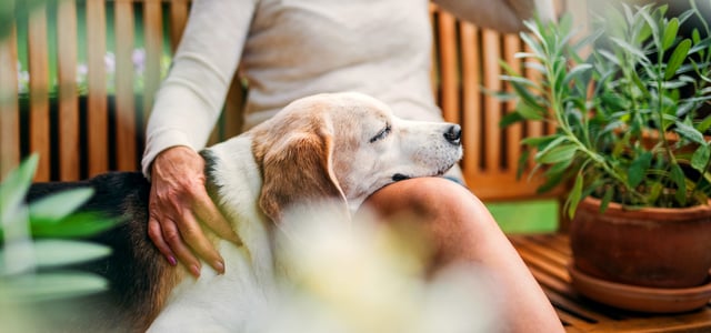 A Beagle resting his head on his owner's legs.