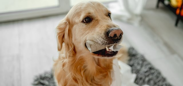 A Labrador sitting with a toilet roll tube in his mouth.