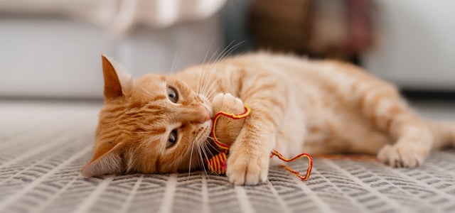 gigner cat lying on floor with string