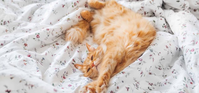 ginger cat laying across bed