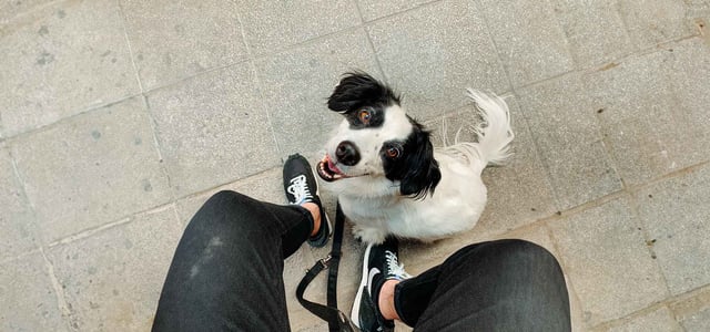 black and white collie sat at owners feet and looking up