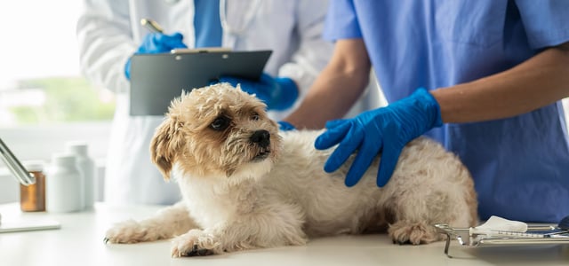dog and vet