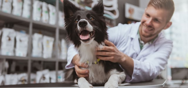 A dog being checked by a vet