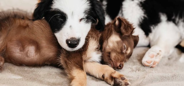Two puppies sleeping together