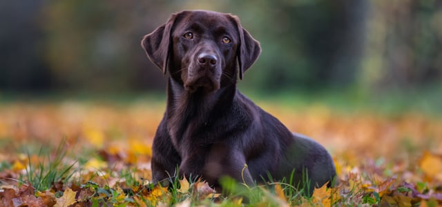 A chocolate brown Labrador sitting in autumnal leaves.