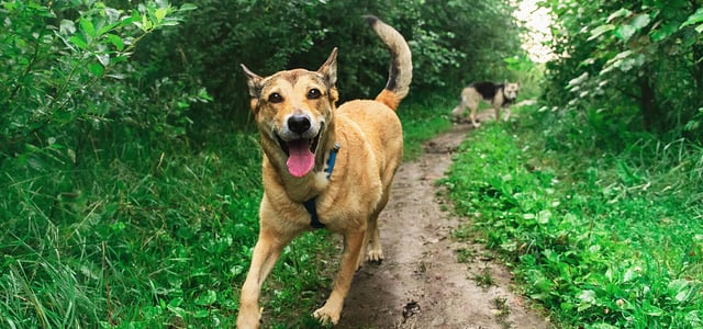 A happy dog walking an outdoor trail.