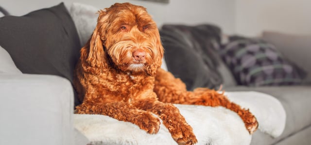 A gingery Labradoodle laying on a couch.