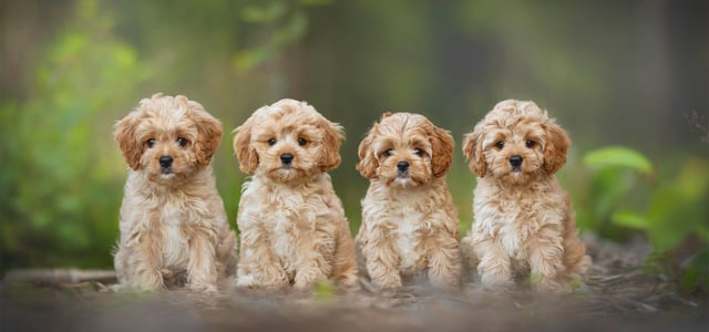 Four cavapoos sitting in a row.