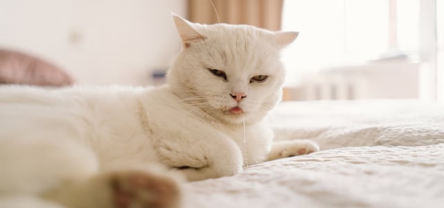 a white cat laying on a bed drooling