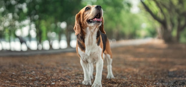 A beagle in a woodland area.
