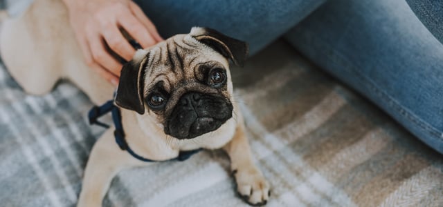 A puppy pug looking upwards whilst sitting with an owner wearing jeans.