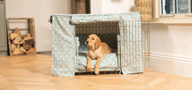 A dog inside a lords and labradors crate