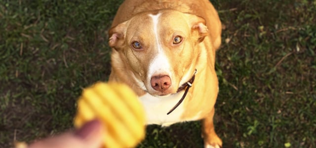 An overweight dog looking up at a crinkle-cut crisp.