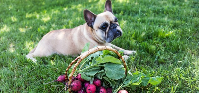 French bulldog lying on grass in front of basket of radishes