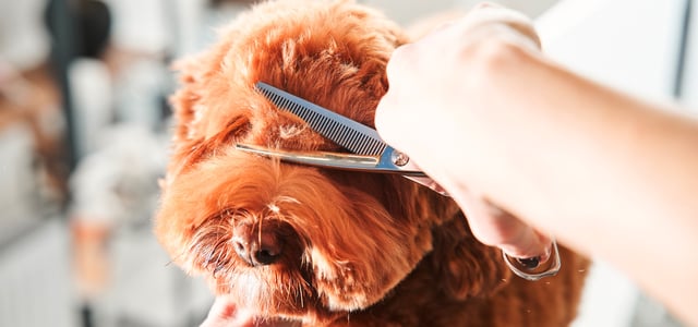 A Labradoodle having his hair cut.