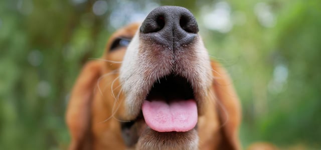 A close up of a Beagle's mouth.
