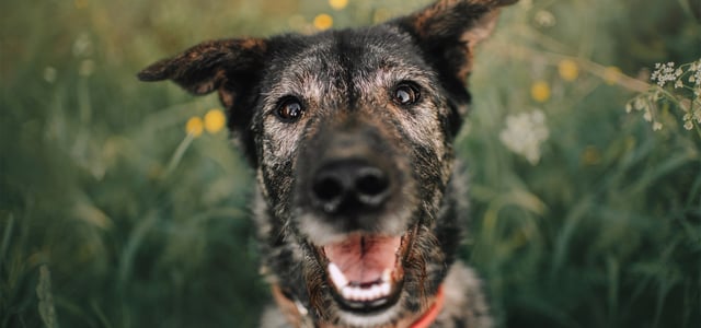 A senior dog in a field of flowers.