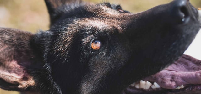 close up of blue husky eye