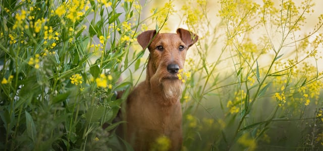 A brown dog standing in between yellow flowers.