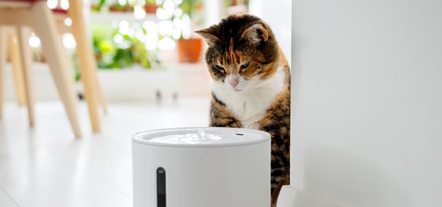 A cat staring at a water fountain.