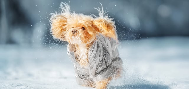 A maltipoo wearing a coat and running in the snow.