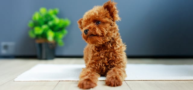 maltipoo sitting on a rug