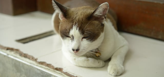 a sleepy cat laying down on white tiles