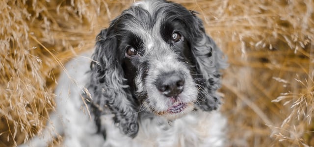 A black and grey springer spaniel looking upwards.
