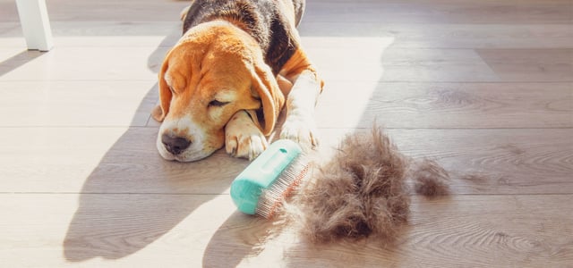A beagle dog laying down next to a brush and pile of his hair.
