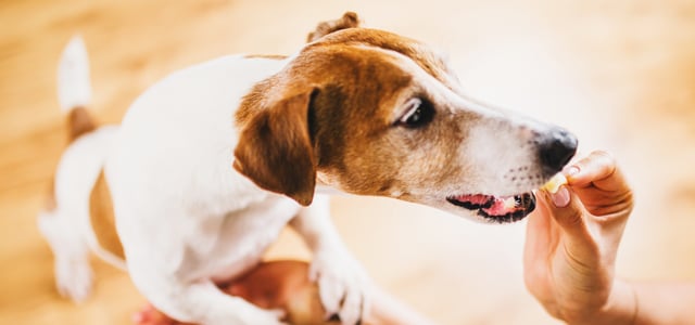 a jack russell standing to get treat from owners hand