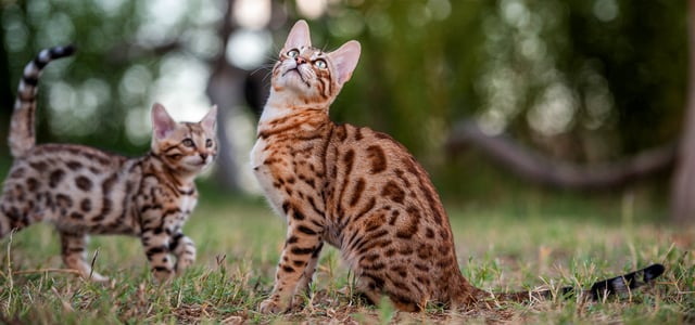 Mother Bengal cat with kitten Bengal cat
