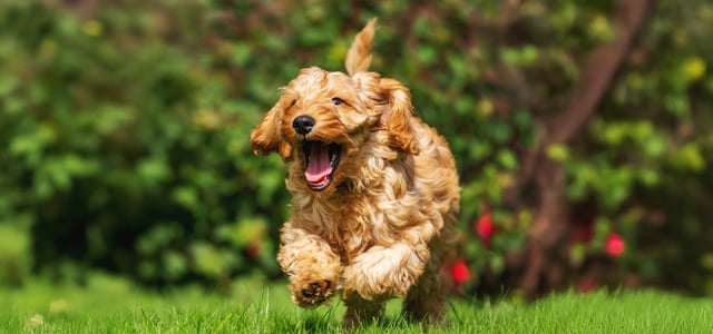 cockapoo leaping through the air with mouth open