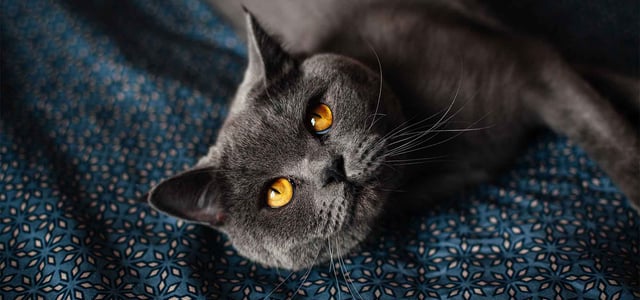 british shorthair laying on blanket
