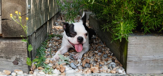 black and white french bulldog with tongue out lying on pebbles