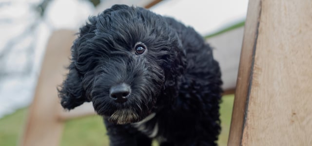 A black puppy Cockapoo poking through a fence.