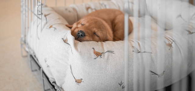 A small dog asleep on a lords and labradors bed